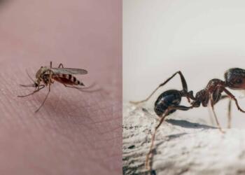 Εξαφανίστε από τη ζωή σας τα έντομα: Έτσι θα φτιάξετε με πανεύκολα φυσικά εντομοαπωθητικά