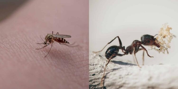 Εξαφανίστε από τη ζωή σας τα έντομα: Έτσι θα φτιάξετε με πανεύκολα φυσικά εντομοαπωθητικά