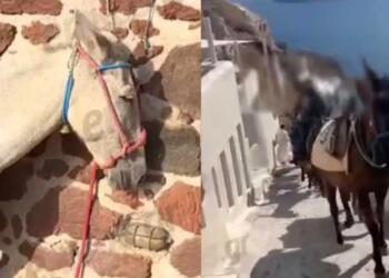 Εικόνες ντροπής στη Σαντορίνη: Γαϊδουράκια σε ρόλο «ταξιτζή» την ημέρα και «απορριμματοφόρου» την νύχτα