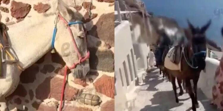 Εικόνες ντροπής στη Σαντορίνη: Γαϊδουράκια σε ρόλο «ταξιτζή» την ημέρα και «απορριμματοφόρου» την νύχτα