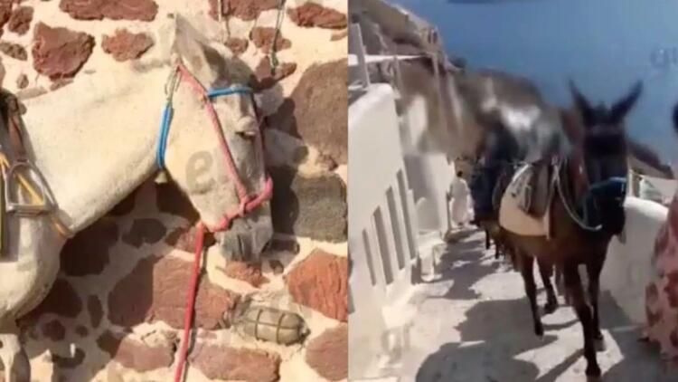 Εικόνες ντροπής στη Σαντορίνη: Γαϊδουράκια σε ρόλο «ταξιτζή» την ημέρα και «απορριμματοφόρου» την νύχτα