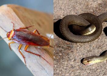 Θρίλερ με επιδρομή ιπτάμενων κατσαρίδων στη Λάρισα – Φίδια προκαλούν αναστάτωση σε εστίες