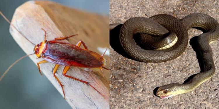 Θρίλερ με επιδρομή ιπτάμενων κατσαρίδων στη Λάρισα – Φίδια προκαλούν αναστάτωση σε εστίες