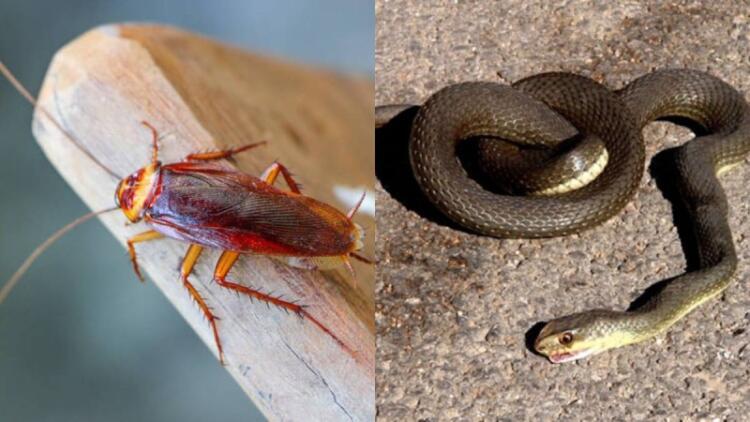 Θρίλερ με επιδρομή ιπτάμενων κατσαρίδων στη Λάρισα – Φίδια προκαλούν αναστάτωση σε εστίες