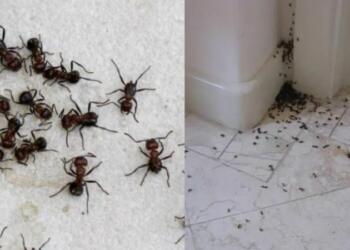 Μυρμήγκια τέλος: Το κόλπο της γιαγιάς που εξαφανίζει και το τελευταίο ανεπιθύμητο επισκέπτη