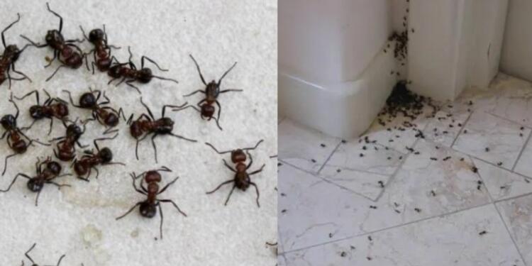 Μυρμήγκια τέλος: Το κόλπο της γιαγιάς που εξαφανίζει και το τελευταίο ανεπιθύμητο επισκέπτη