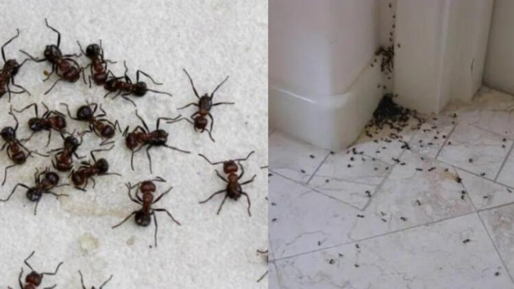 Μυρμήγκια τέλος: Το κόλπο της γιαγιάς που εξαφανίζει και το τελευταίο ανεπιθύμητο επισκέπτη