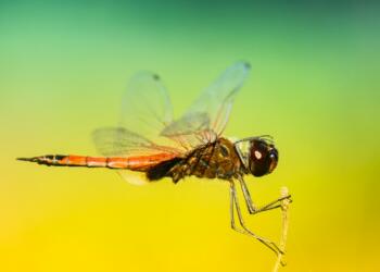 selective focus photo of brown dragonfly