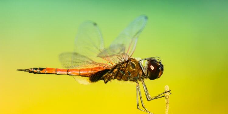 selective focus photo of brown dragonfly