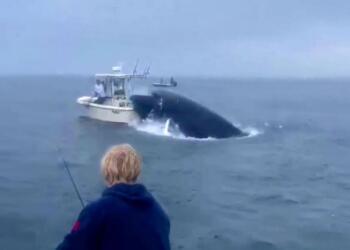Βίντεο σοκ: Φάλαινα έπεσε σε βάρκα και εκτόξευσε στον αέρα τους ψαράδες
