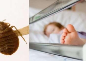 Ασύλληπτη τραγωδία: 11χρονη πέθανε από φάρμακο που έβαλε η γειτόνισσά της για τους κοριούς