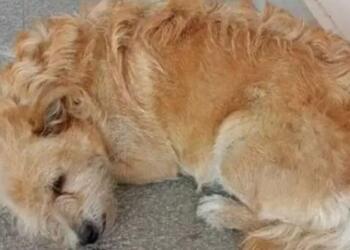 Σπαραγμός στα Τρίκαλα: Σκύλος περιμένει στο νοσοκομείο τον ιδιοκτήτη του που πέθανε