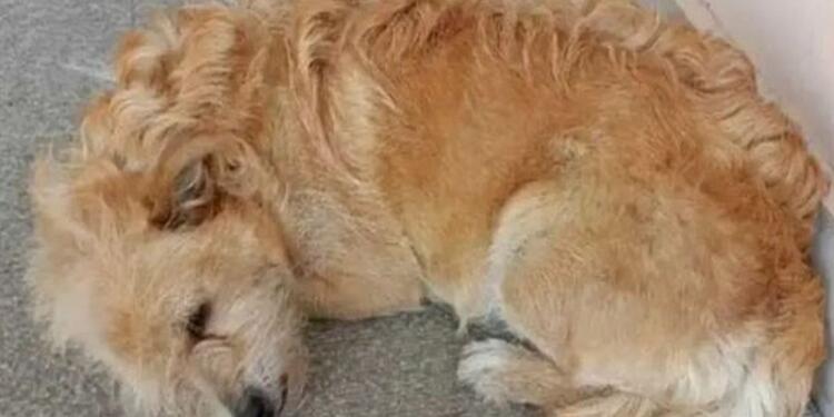 Σπαραγμός στα Τρίκαλα: Σκύλος περιμένει στο νοσοκομείο τον ιδιοκτήτη του που πέθανε