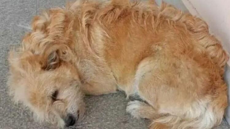 Σπαραγμός στα Τρίκαλα: Σκύλος περιμένει στο νοσοκομείο τον ιδιοκτήτη του που πέθανε