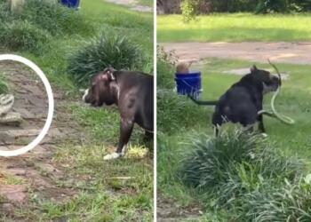 Σκύλος παλεύει με ένα φίδι για να σώσει το σπίτι του – Λίγο αργότερα γίνεται κάτι το απροσδόκητο (video)