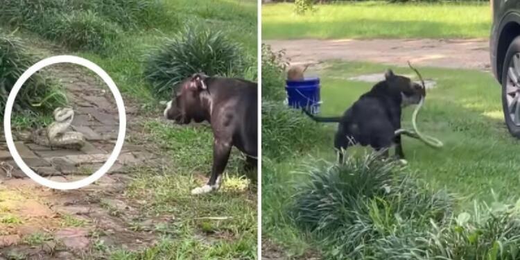 Σκύλος παλεύει με ένα φίδι για να σώσει το σπίτι του – Λίγο αργότερα γίνεται κάτι το απροσδόκητο (video)