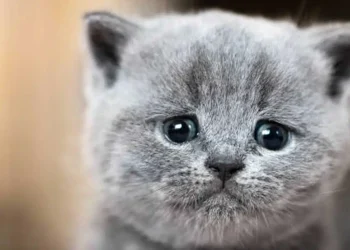 Πρόστιμο 30.000 ευρώ σε 37χρονο που σκότωσε με σιδερολοστό αδέσποτη γάτα στην Βούλα