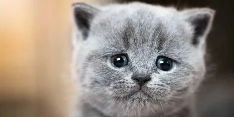 Πρόστιμο 30.000 ευρώ σε 37χρονο που σκότωσε με σιδερολοστό αδέσποτη γάτα στην Βούλα