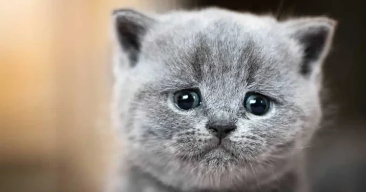 Πρόστιμο 30.000 ευρώ σε 37χρονο που σκότωσε με σιδερολοστό αδέσποτη γάτα στην Βούλα