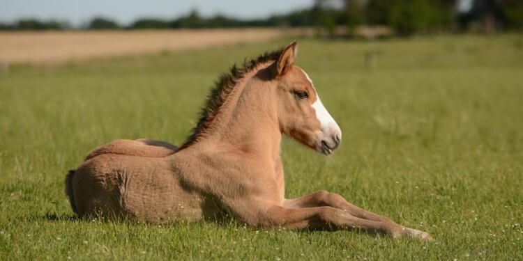 horse in grass