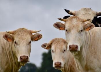 Παγκόσμιος συναγερμός: Νέος ιός στα ζώα – Εξαπλώνεται η «νόσος της μπλε γλώσσας»