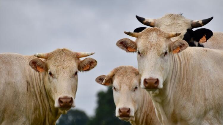 Παγκόσμιος συναγερμός: Νέος ιός στα ζώα – Εξαπλώνεται η «νόσος της μπλε γλώσσας»