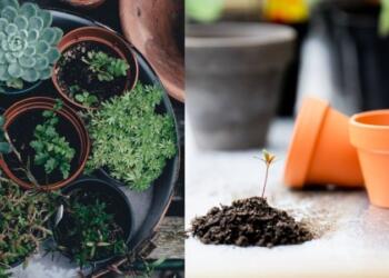 Τέλος το άγχος: Πώς θα κρατήσεις τα φυτά σου ζωντανά, ενώ λείπεις από το σπίτι