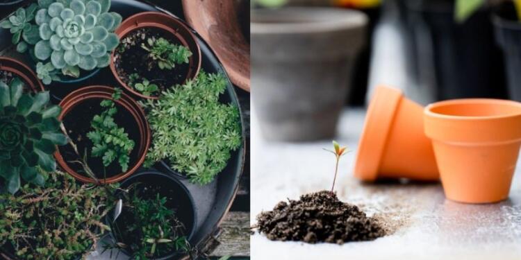 Τέλος το άγχος: Πώς θα κρατήσεις τα φυτά σου ζωντανά, ενώ λείπεις από το σπίτι