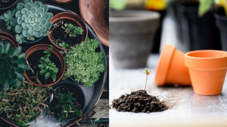 Τέλος το άγχος: Πώς θα κρατήσεις τα φυτά σου ζωντανά, ενώ λείπεις από το σπίτι