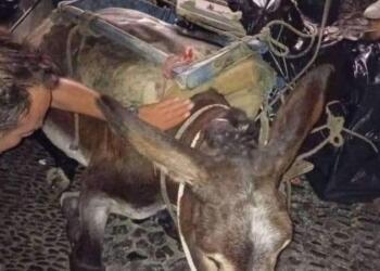 Οργή και θλίψη: Γαϊδουράκι κατέρρευσε στη Σαντορίνη – Ήταν φορτωμένο με σκουπίδια (photo)