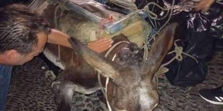 Οργή και θλίψη: Γαϊδουράκι κατέρρευσε στη Σαντορίνη – Ήταν φορτωμένο με σκουπίδια (photo)