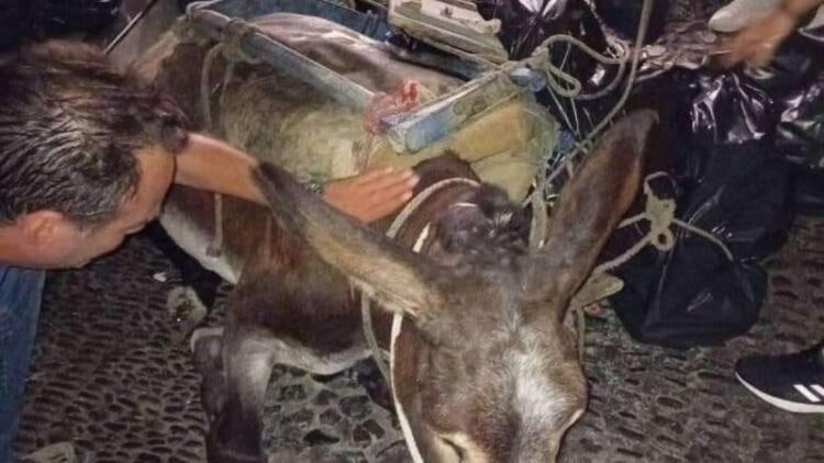 Οργή και θλίψη: Γαϊδουράκι κατέρρευσε στη Σαντορίνη – Ήταν φορτωμένο με σκουπίδια (photo)