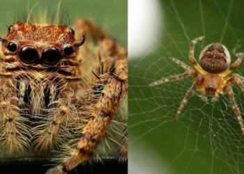 Καφέ αράχνη – Ερημίτης: Όσα πρέπει να γνωρίζουμε για το δάγκωμά της, δεν υπάρχει αντίδοτο