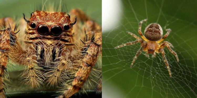 Καφέ αράχνη – Ερημίτης: Όσα πρέπει να γνωρίζουμε για το δάγκωμά της, δεν υπάρχει αντίδοτο