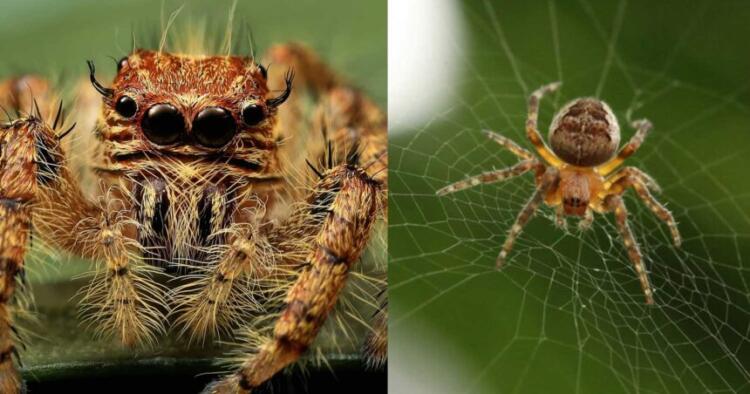 Καφέ αράχνη – Ερημίτης: Όσα πρέπει να γνωρίζουμε για το δάγκωμά της, δεν υπάρχει αντίδοτο
