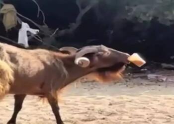 Γέλιο μέχρι δακρύων: Ατρόμητος τράγος έκανε τη βόλτα του στα Σύβοτα, ζεστάθηκε, έκλεψε και απόλαυσε έναν freddo espresso και έγινε η μασκότ της παραλίας (video)