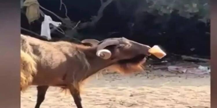 Γέλιο μέχρι δακρύων: Ατρόμητος τράγος έκανε τη βόλτα του στα Σύβοτα, ζεστάθηκε, έκλεψε και απόλαυσε έναν freddo espresso και έγινε η μασκότ της παραλίας (video)