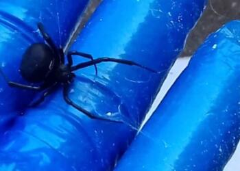 Σοκ στον Πύργο: Μοιραίο το τσίμπημα αράχνης για 48χρονο – Πέθανε στην εντατική