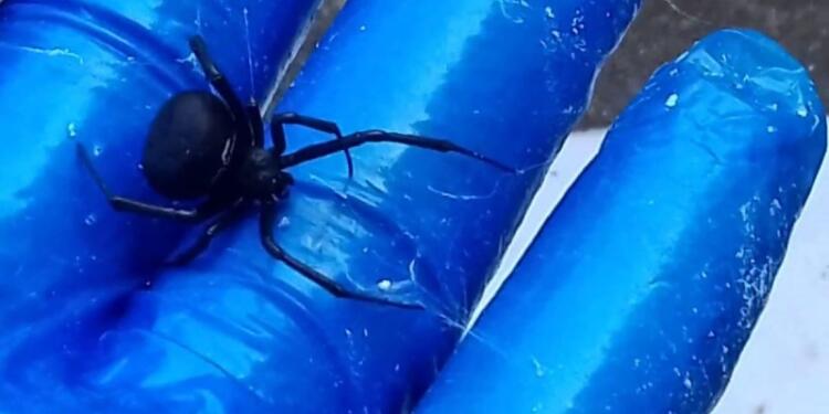 Σοκ στον Πύργο: Μοιραίο το τσίμπημα αράχνης για 48χρονο – Πέθανε στην εντατική