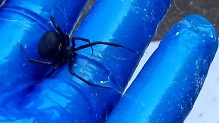 Σοκ στον Πύργο: Μοιραίο το τσίμπημα αράχνης για 48χρονο – Πέθανε στην εντατική