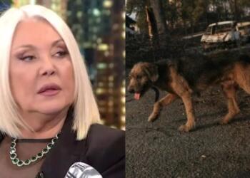 Ξεσπά η Ρούλα Κορομηλά για τις φωτιές στην Αττική: «Από μένα, τεράστια συγγνώμη στα ζώα»