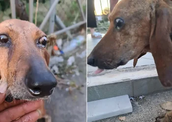 Νέα αδιανόητη κτηνωδία στην Ελλάδα – Έδεσαν τυφλό κυνηγόσκυλο και το πέταξαν σε ποτάμι