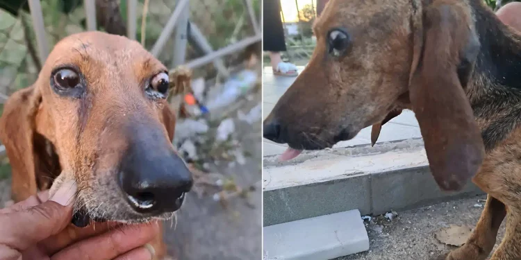 Νέα αδιανόητη κτηνωδία στην Ελλάδα – Έδεσαν τυφλό κυνηγόσκυλο και το πέταξαν σε ποτάμι