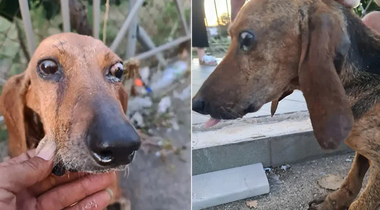 Νέα αδιανόητη κτηνωδία στην Ελλάδα – Έδεσαν τυφλό κυνηγόσκυλο και το πέταξαν σε ποτάμι