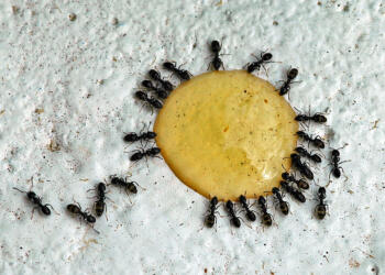 Επιτέλους τέλος: 4 τρόποι για να διώξετε τα μυρμήγκια από την κουζίνα σας