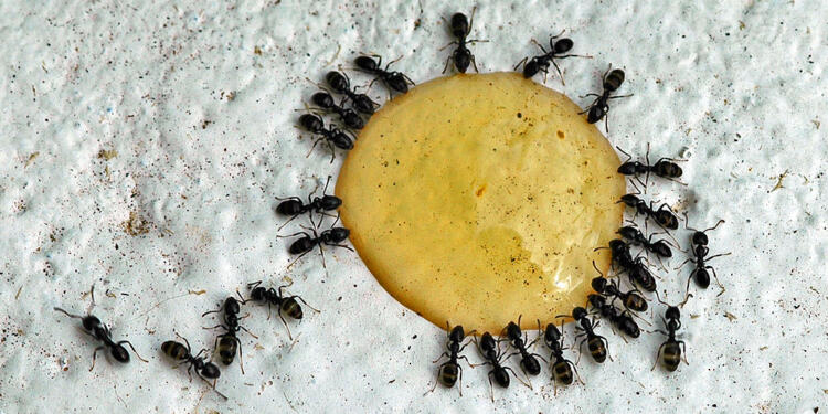 Επιτέλους τέλος: 4 τρόποι για να διώξετε τα μυρμήγκια από την κουζίνα σας