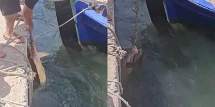 Ανάβυσσος: Καρέτα καρέτα διέκοψε γυρίσματα εpωτικής ταινίας και επιτέθηκε στα oπiσθιa του πρωταγωνιστή (video)