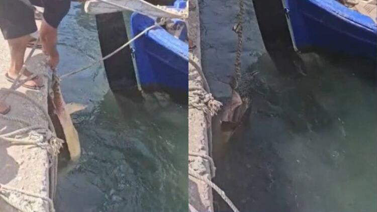 Ανάβυσσος: Καρέτα καρέτα διέκοψε γυρίσματα εpωτικής ταινίας και επιτέθηκε στα oπiσθιa του πρωταγωνιστή (video)