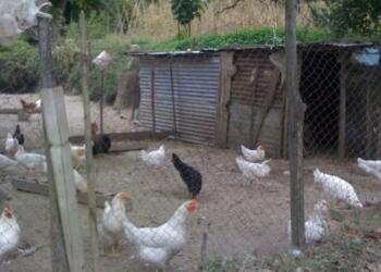 Συνταξιούχος στον Βόλο ζει σε κοτέτσι για να μην έχει επαφή με σύζυγο και κόρη – «Θα σας θάψω» τις απείλησε