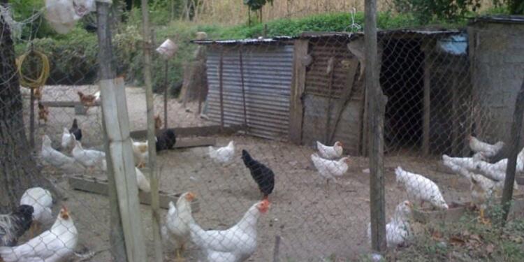 Συνταξιούχος στον Βόλο ζει σε κοτέτσι για να μην έχει επαφή με σύζυγο και κόρη – «Θα σας θάψω» τις απείλησε